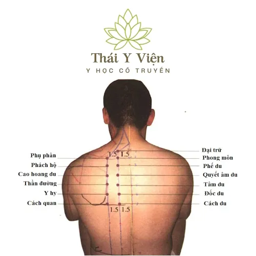 Huyệt Huyệt Phế Du