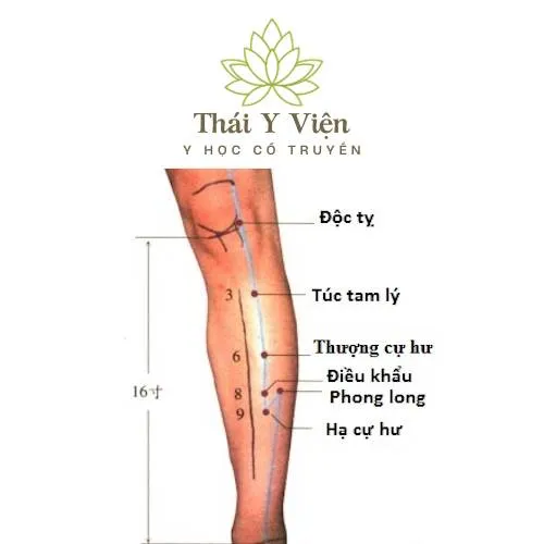 Huyệt Túc Tam Lý hỗ trợ điều trị