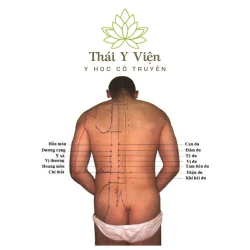 Huyệt Thận Du bổ thận