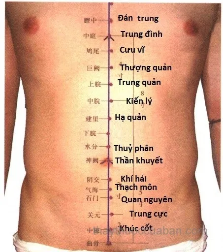 Huyệt Huyệt Túc Tam Lý (ST36)