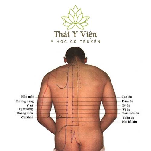 VỊ DU